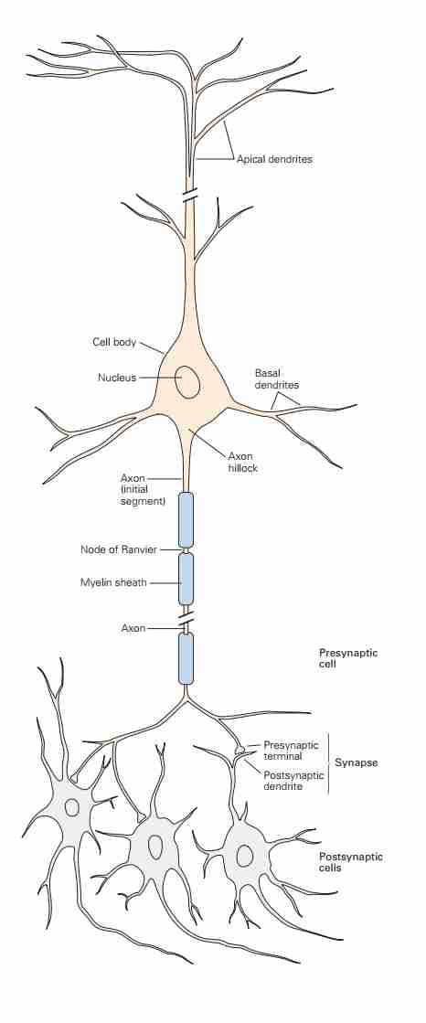 The Neuron-1704379209888 1